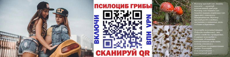 Галлюциногенные грибы Psilocybine cubensis  Багратионовск 